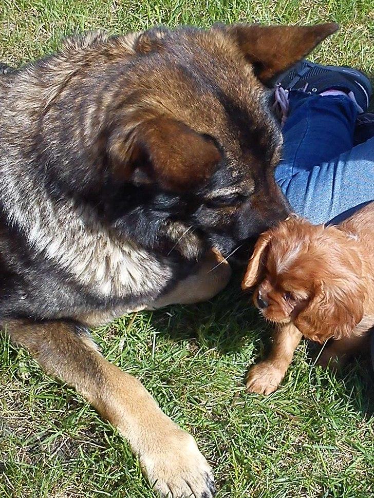 Cavalier king charles spaniel Sammy billede 5