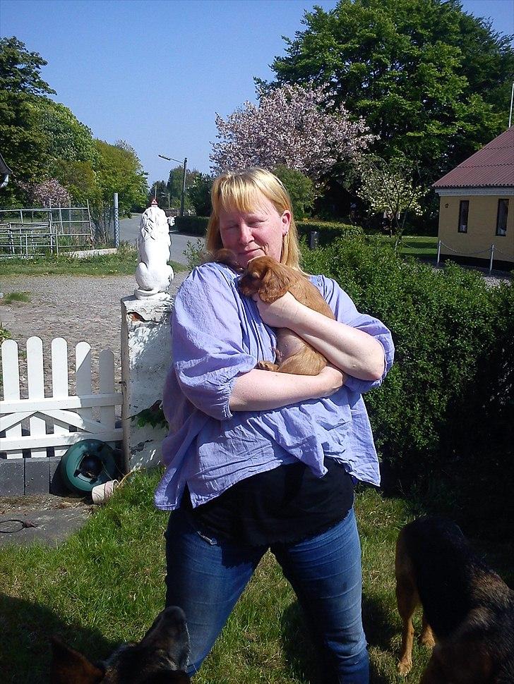 Cavalier king charles spaniel Sammy billede 6