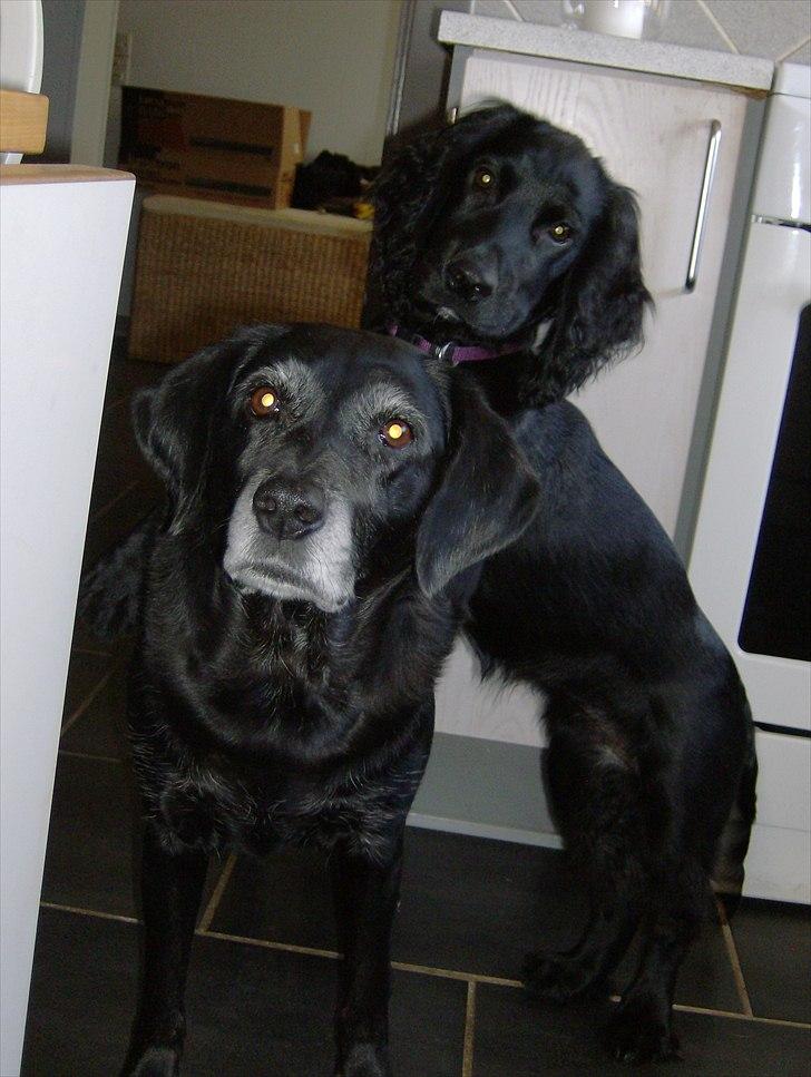 Blanding af racer Ozetta - Den tålmodige gamle dame finder sig i meget fra sin frække lillesøster... billede 8