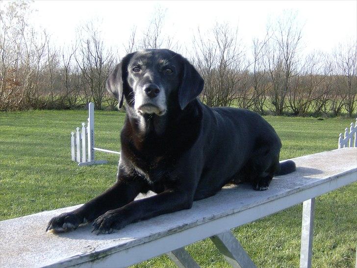 Blanding af racer Ozetta - Det blev til 11år som agilityhund. 
Hun var en rigtig dygtig vovse, og elskede at løbe agility... billede 9