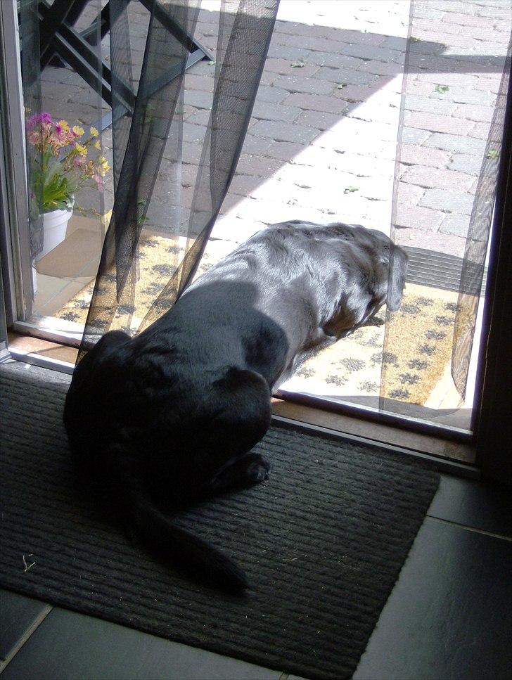 Blanding af racer Ozetta - Man kan jo altid nyde en solstråle... billede 10