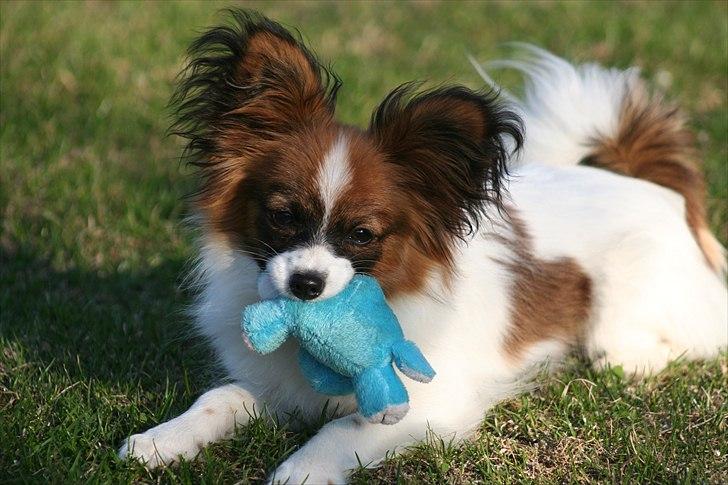 Papillon High Fly Look At Me ( Bailey ) billede 2