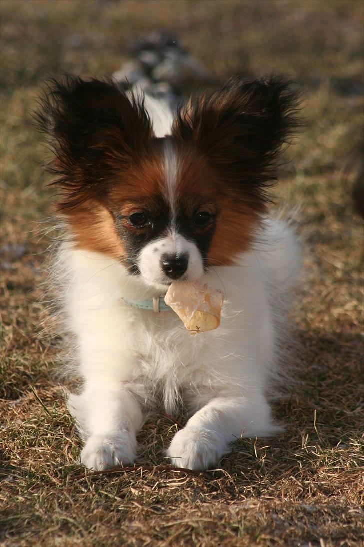 Papillon High Fly Look At Me ( Bailey ) billede 3