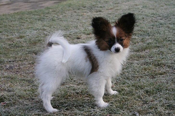 Papillon High Fly Look At Me ( Bailey ) - 14 uger billede 4
