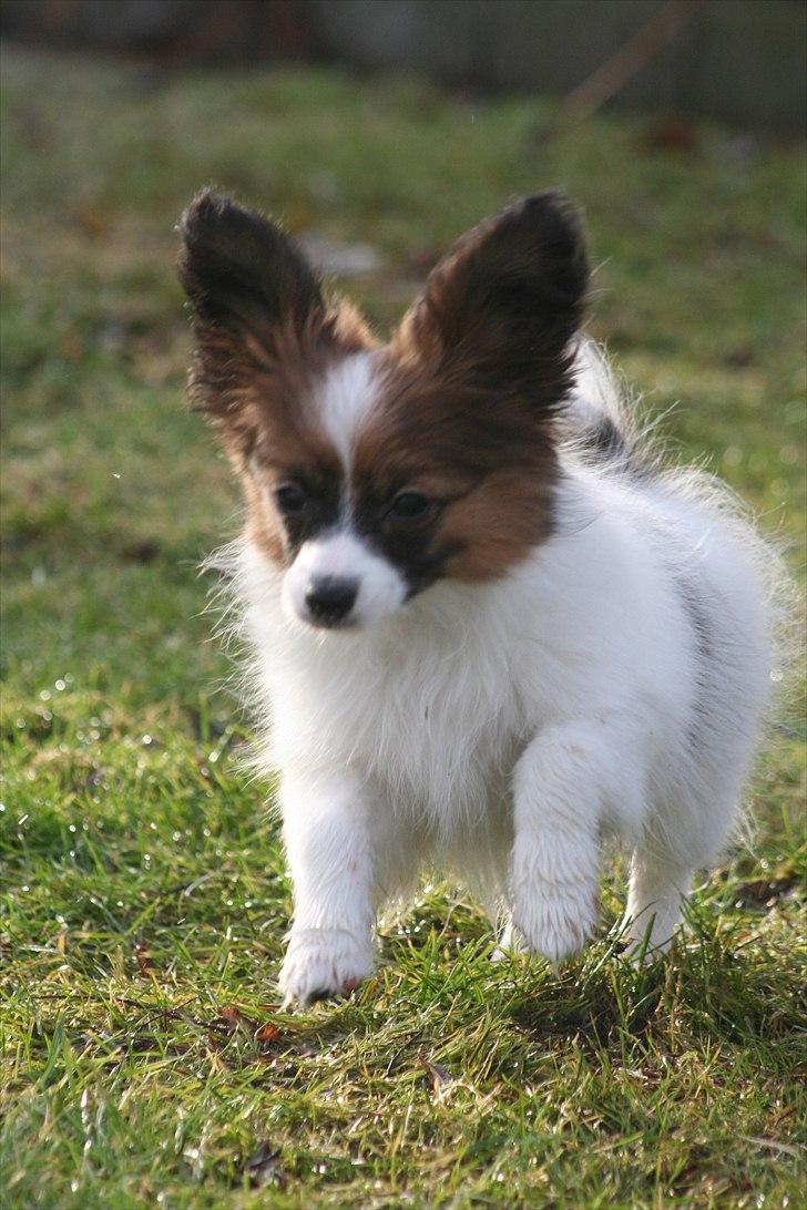 Papillon High Fly Look At Me ( Bailey ) - 14 uger billede 5