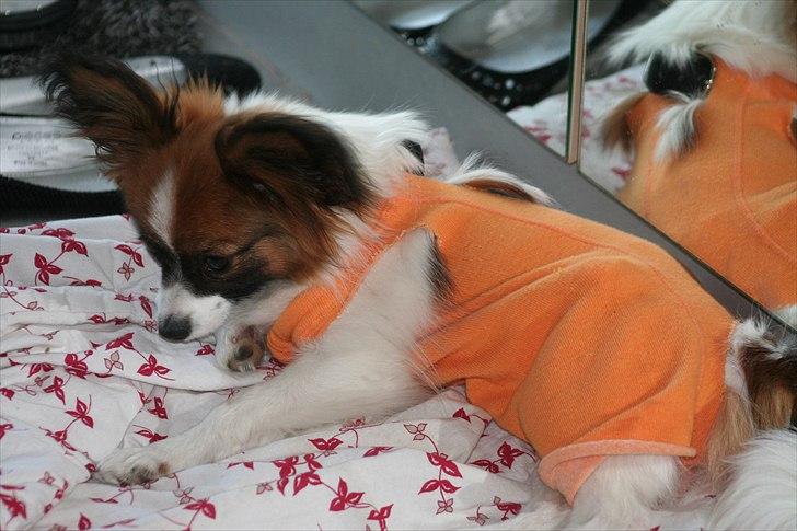 Papillon High Fly Look At Me ( Bailey ) - Bailey med løbetidsbuks.. :( billede 6