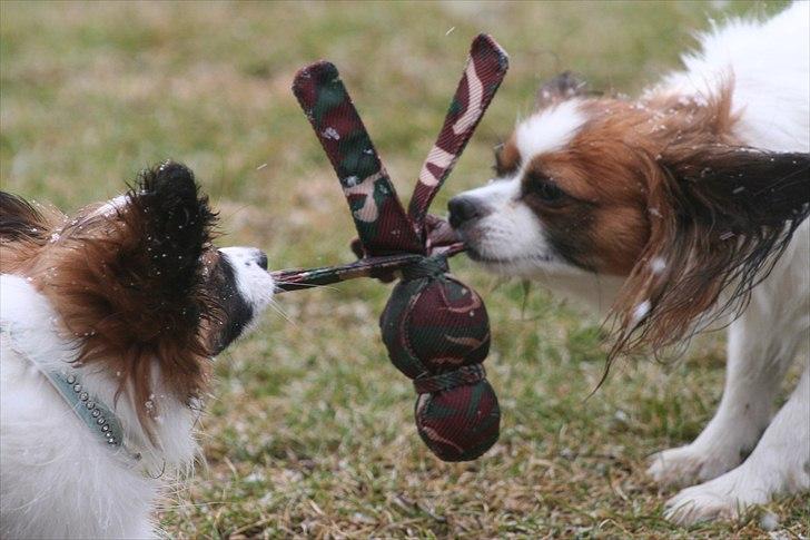 Papillon High Fly Look At Me ( Bailey ) - Mig og Azia leger.. billede 7