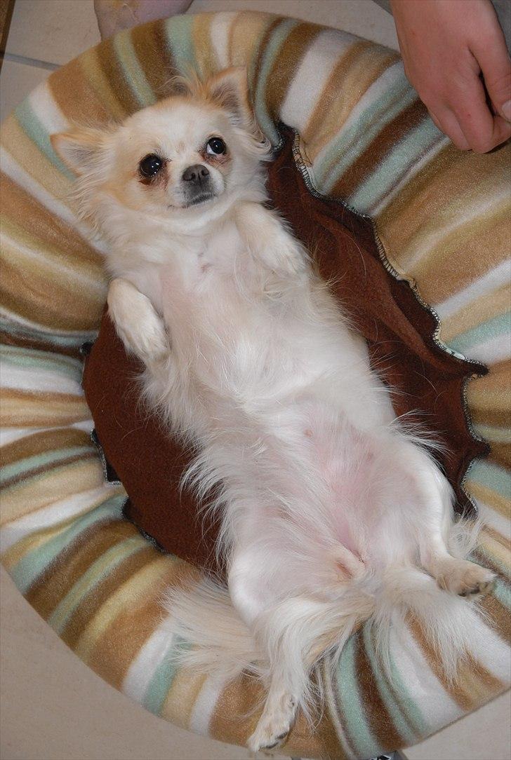 Chihuahua Daisy billede 15