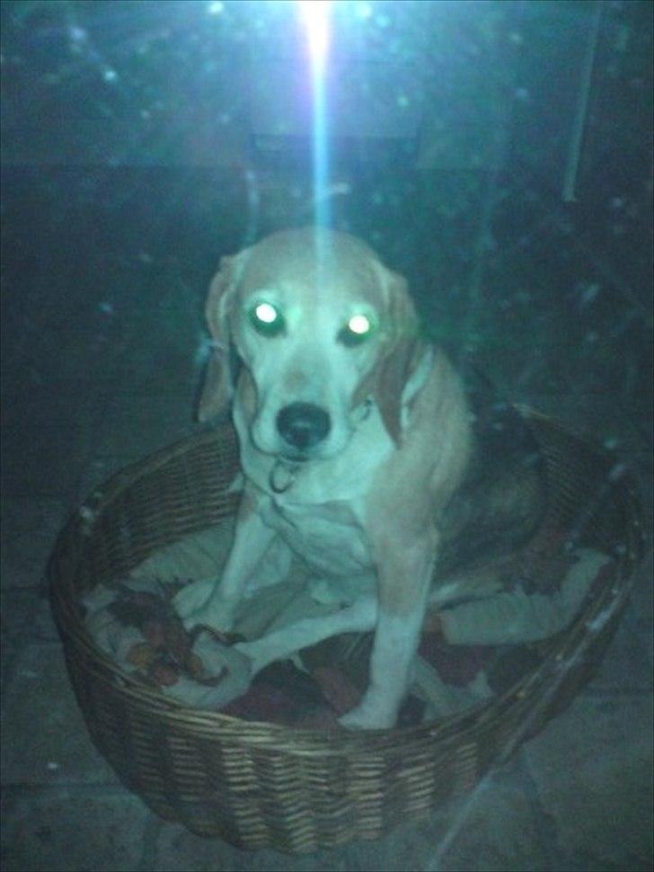 Blanding af racer Tayson<3 †R.I.P† billede 10