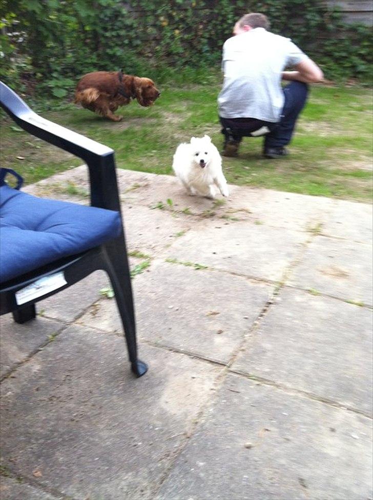 Japansk spids Balou - DK04506/2011 - HAHA - jeg er hurtigere end dig!!  billede 6