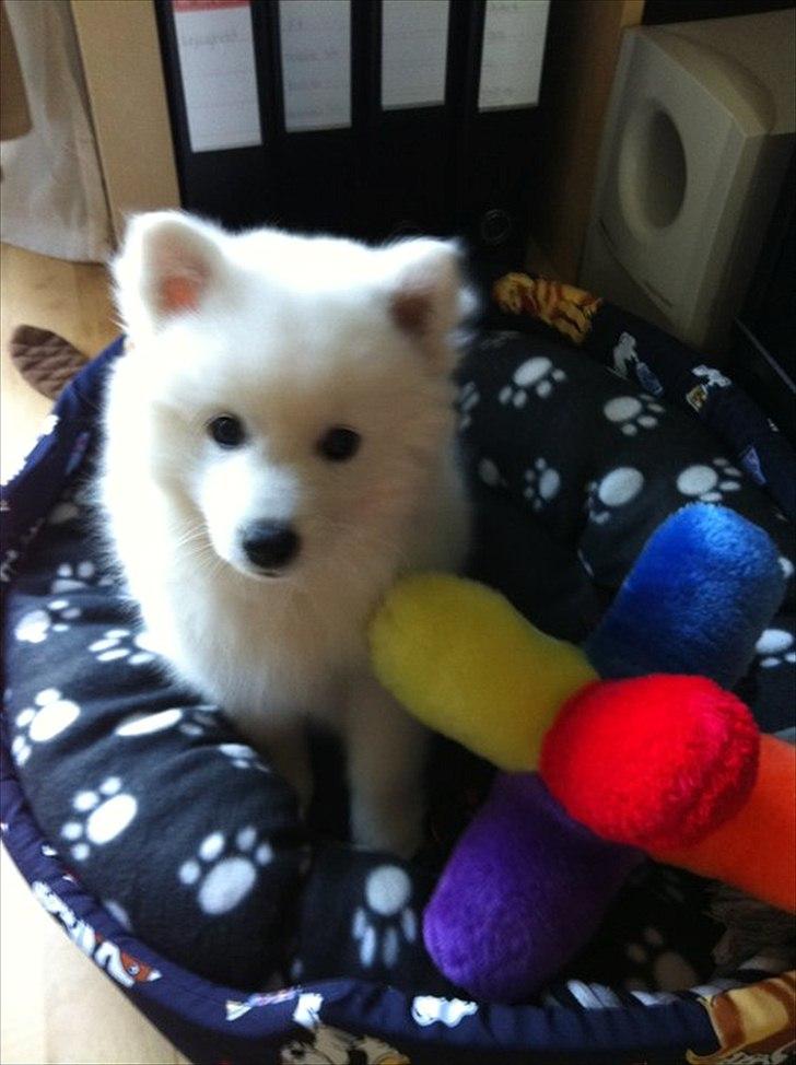 Japansk spids Balou - DK04506/2011 - Se hvor fint jeg kan sidde i min kurv! :-)  billede 7