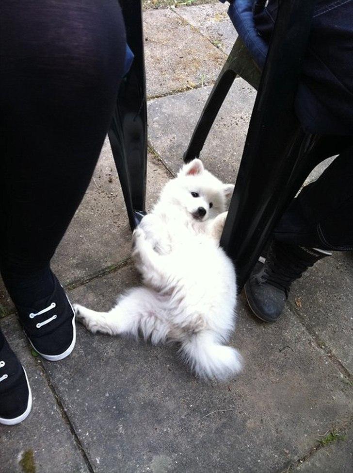 Japansk spids Balou - DK04506/2011 - I surrender ...  billede 8