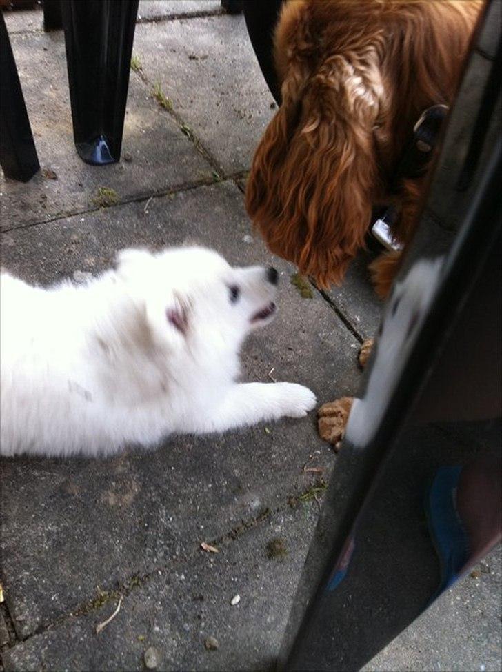 Japansk spids Balou - DK04506/2011 - Farrrrlige hund :P  billede 9