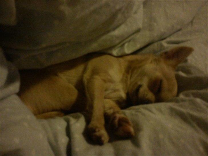 Chihuahua Baby'Loo Tequila - Ligger og putter .. 1 år og 6 mdr. billede 17