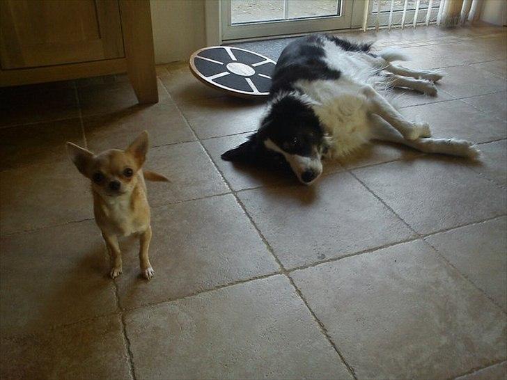 Chihuahua Baby'Loo Tequila - Mig og min moster Tasja :D .. Jeg er 1 år og 6 mdr. gammel her. billede 18