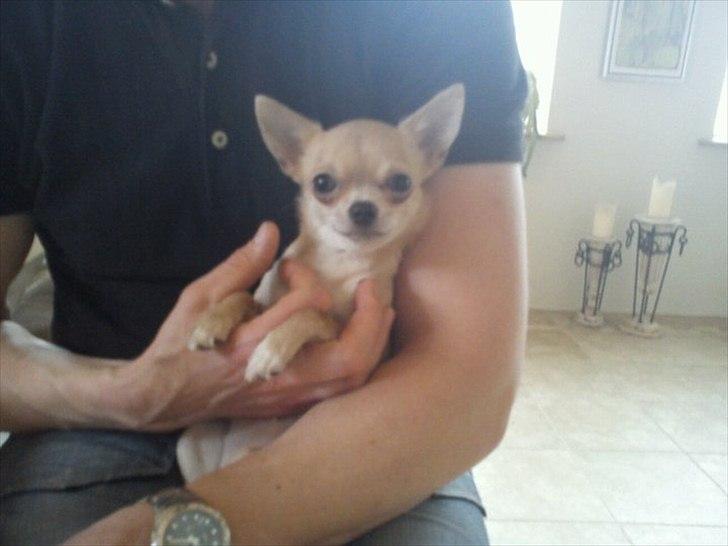 Chihuahua Baby'Loo Tequila - Sidder og bliver kløet af Morfar .. 1 år og 6 mdr. billede 19