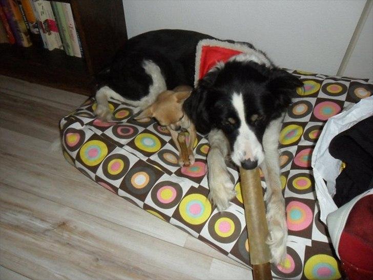 Chihuahua Baby'Loo Tequila - Juleaften 2010 .. Mig og Moster Tasja, nyder vores julegaver .. 1 år og 4 mdr. billede 20