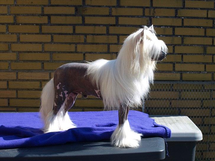 Chinese crested hårløs Dee-Dee - så der Dee-Dee blev 2 år, og er da blevet lidt mere "voksen" at se på billede 2