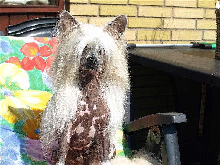 Chinese crested hårløs Dee-Dee - tror han forsøger at få overblikket billede 1