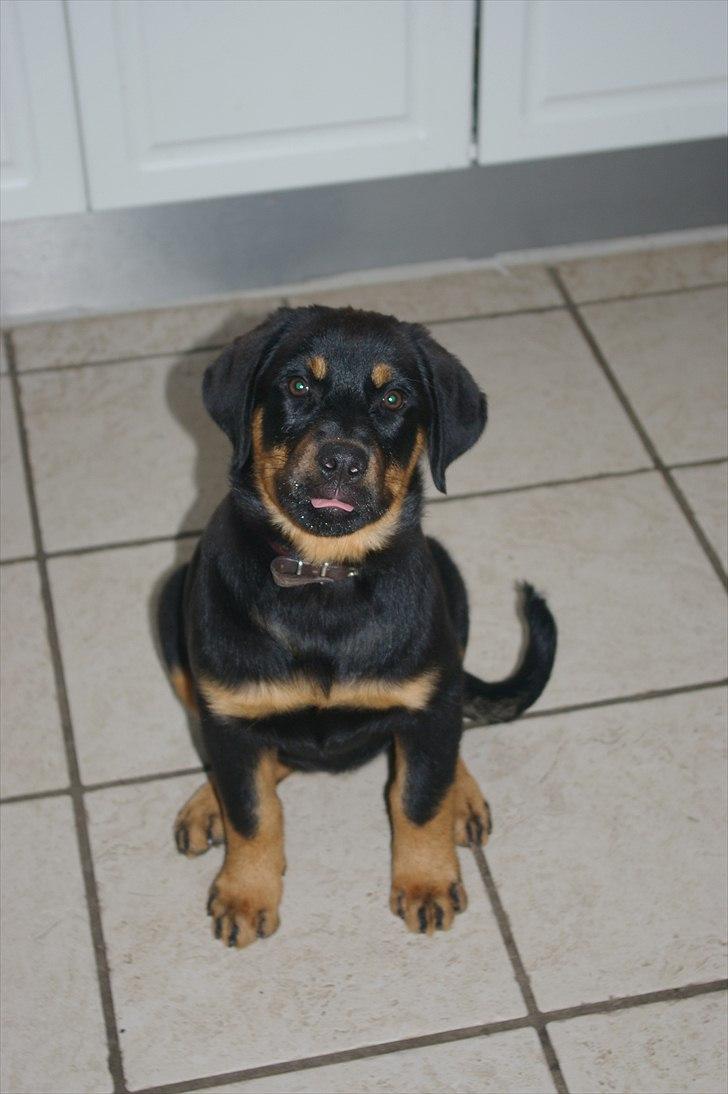 Rottweiler bell - er lige kommet hjem 14 uger gammel billede 1