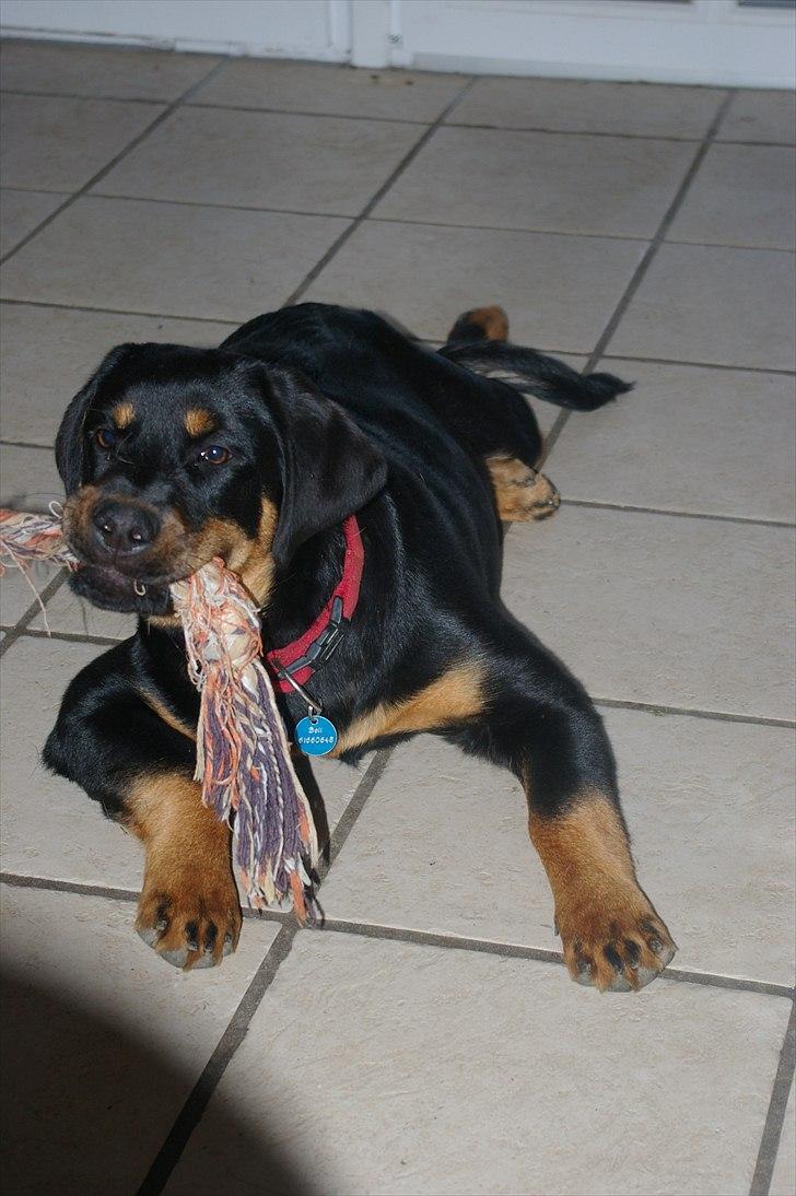 Rottweiler bell billede 3