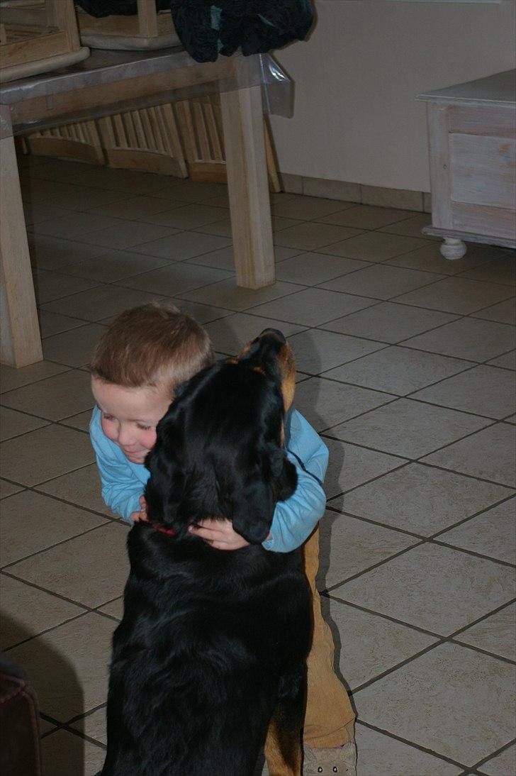 Rottweiler bell billede 10