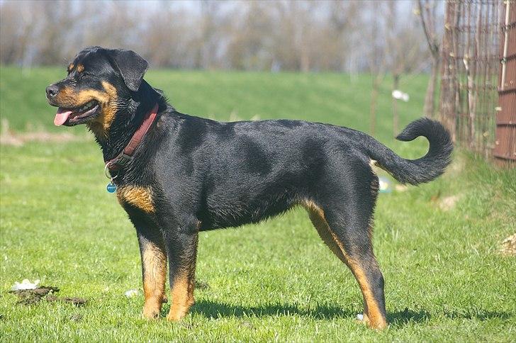Rottweiler bell - så er hun næsten et år billede 11
