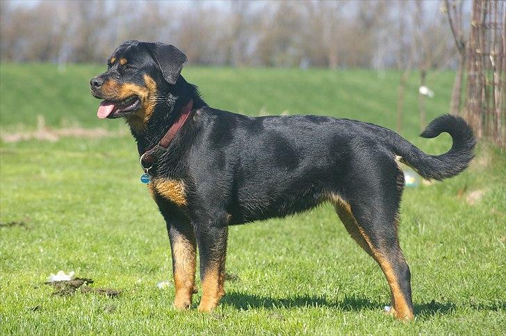 Rottweiler bell billede 12
