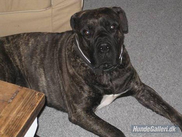 Dogo canario Zæcar - Zæcar `s far Boss billede 10
