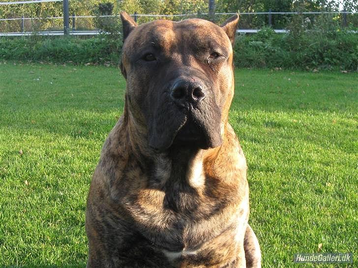 Dogo canario Zæcar - Zæcar s farfar billede 16