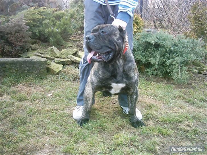 Dogo canario Zæcar - Zæcar s oldefar billede 12
