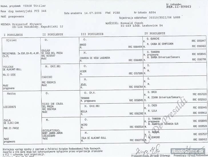 Dogo canario Zæcar - oldefar`s stamtavle billede 13