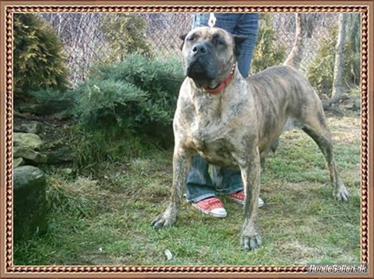 Dogo canario Zæcar - zæcar s oldemormor billede 14