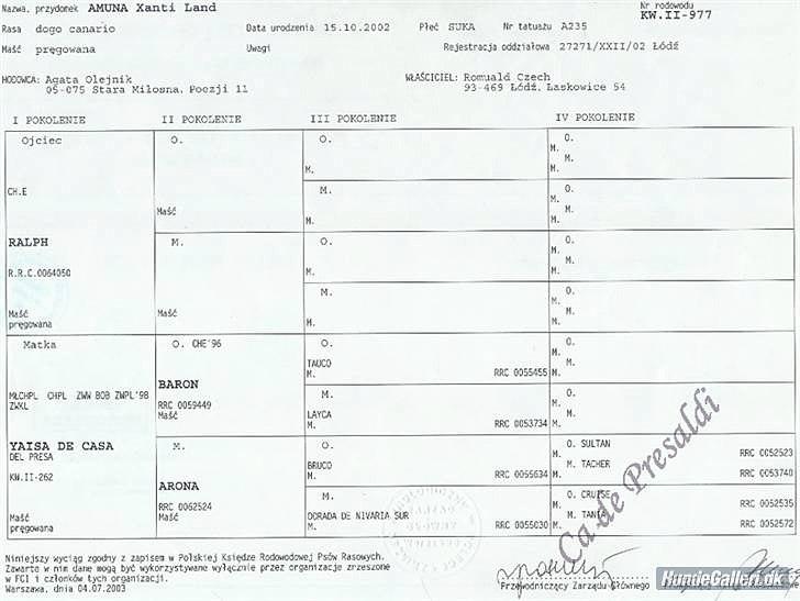 Dogo canario Zæcar - oldemormor s stamtavle
 billede 15