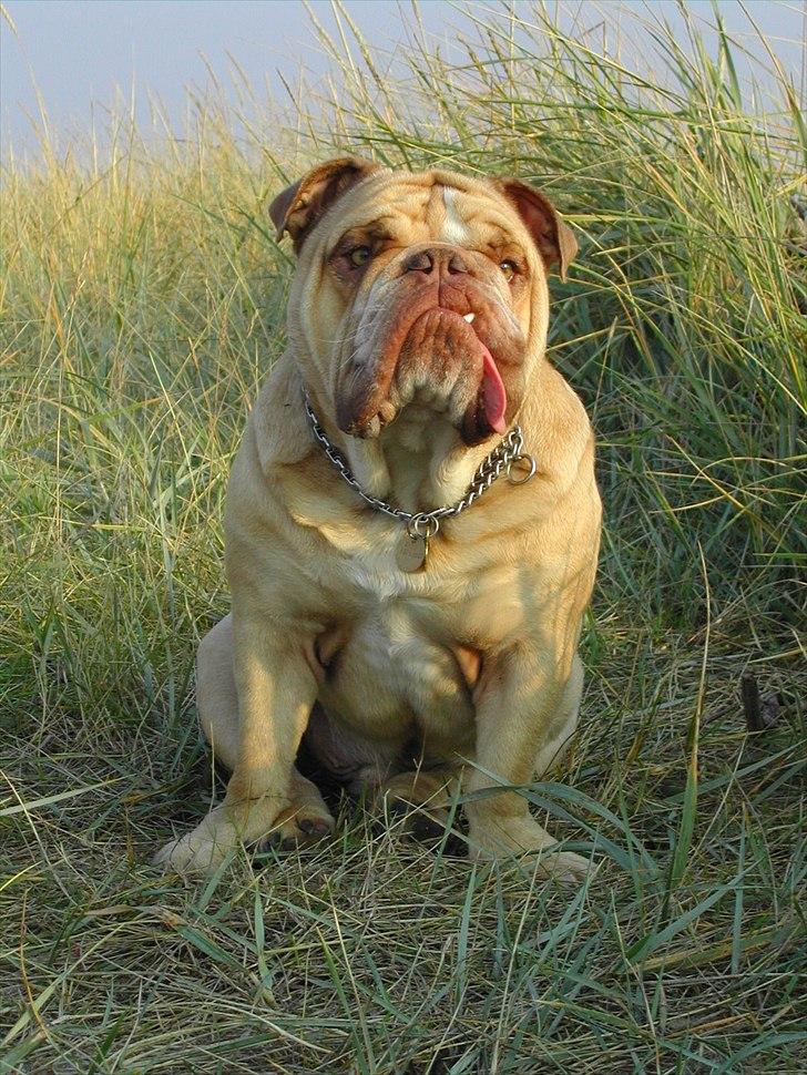 Engelsk bulldog Rudy aka Bassen - På weekend ved vadehavet. billede 2