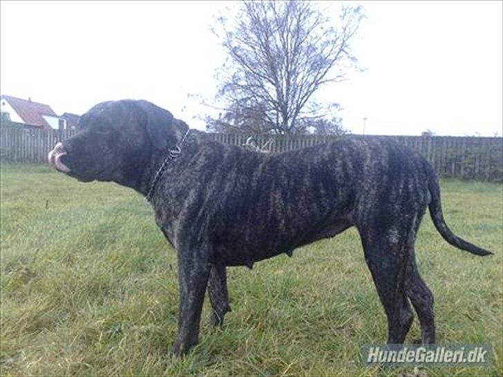 Dogo canario Zæcar - Zæcar `s mor billede 11