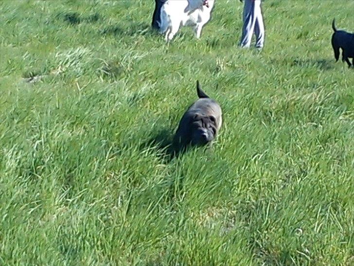 Shar pei China House Amanda Mae - Ude og lege med de bedste venner. Maj 2011 billede 17