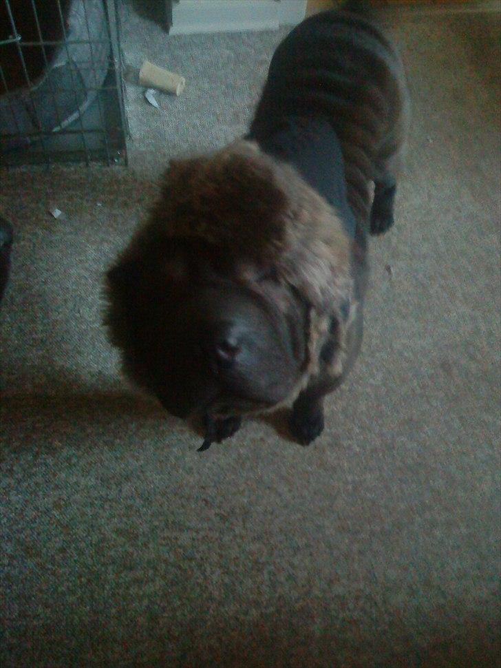 Shar pei China House Amanda Mae - Det var koldt og vi tænkte om hun måske frøs hovedet. Men vi blev enige om at det gjorde hun ikke. hi hi billede 18