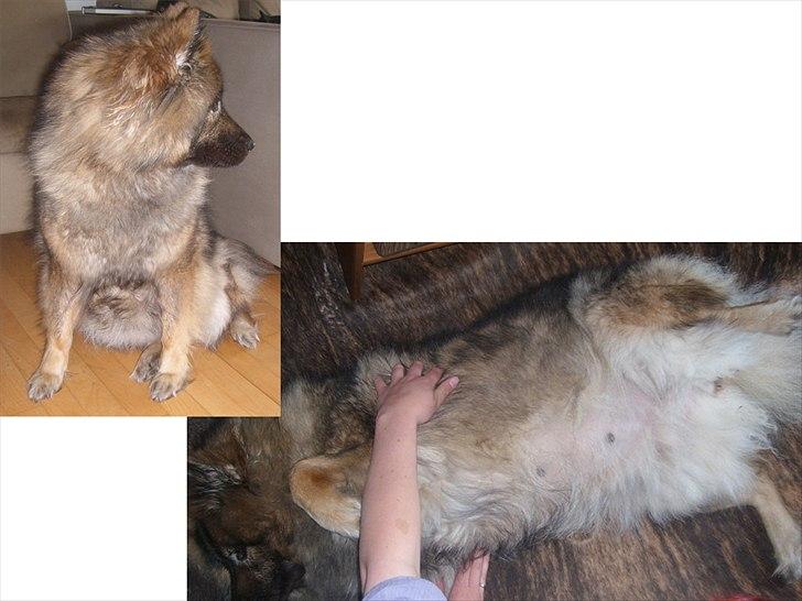 Eurasier Skovagergaards Bodil - Ja, det er så mig med mine hvalpe i maven - her på dag 52 :) billede 2