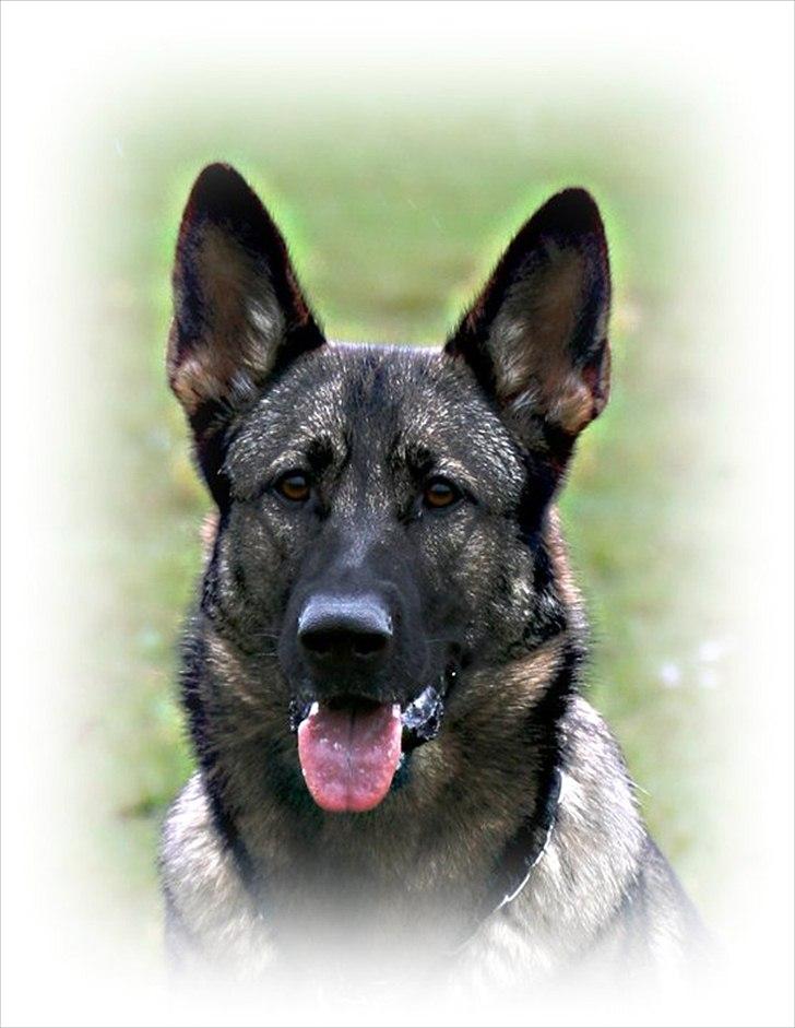 Schæferhund Abardi Astrid (sally) - Smukke Sally billede 2