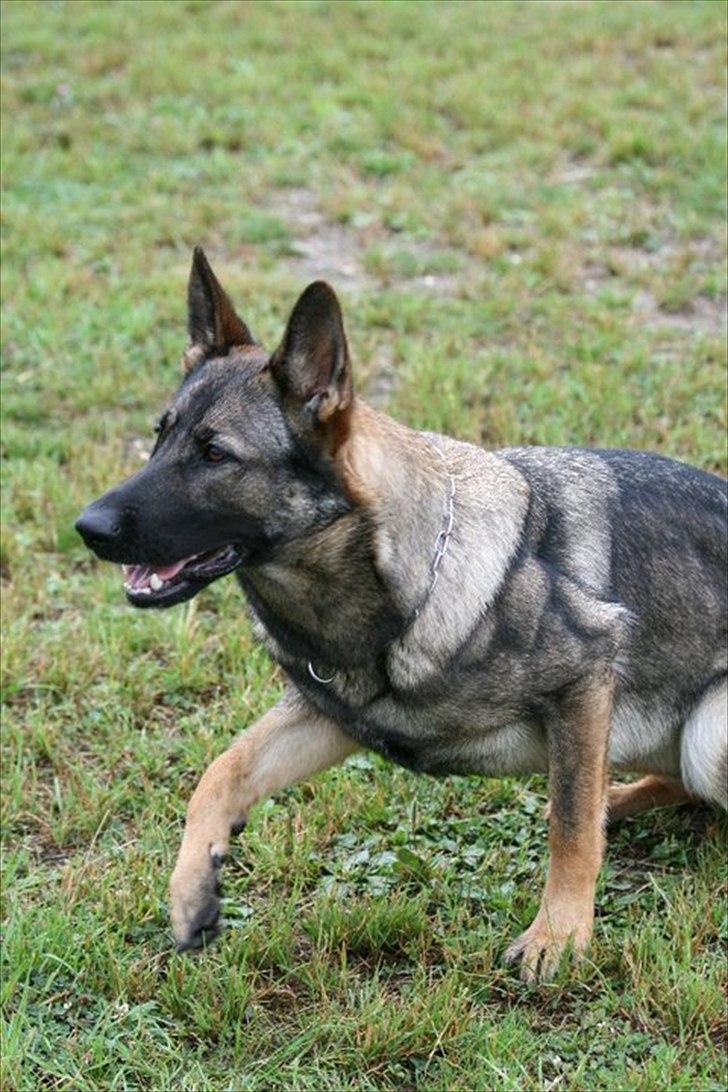 Schæferhund Abardi Astrid (sally) - Vogter ærmet billede 3