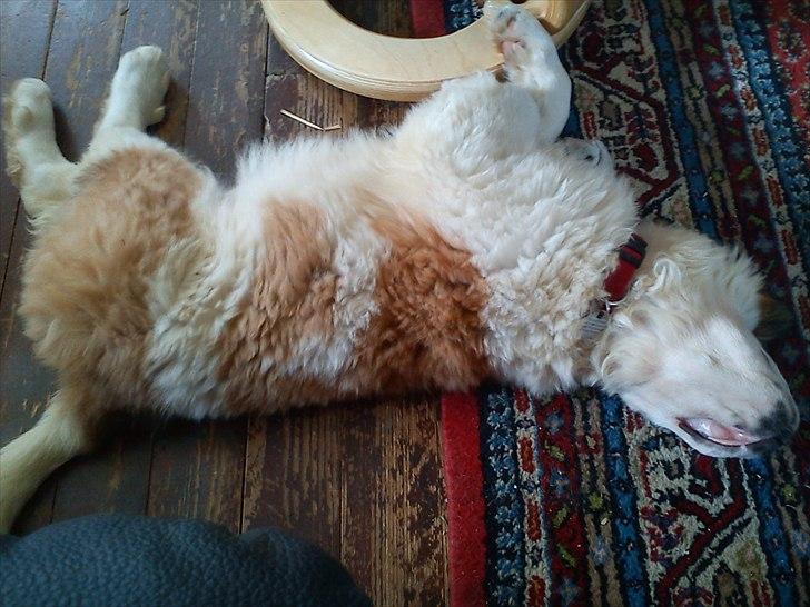 Sankt bernhardshund mini - 14 uger billede 13