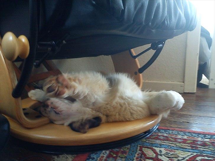 Sankt bernhardshund mini billede 14