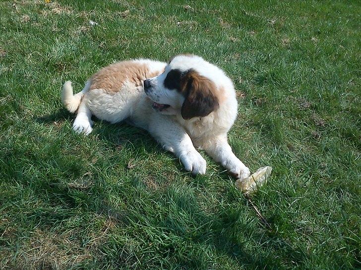 Sankt bernhardshund mini billede 15