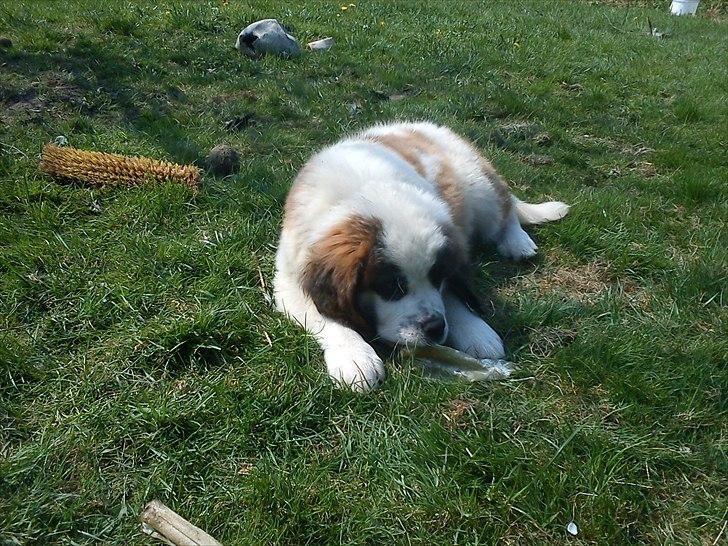 Sankt bernhardshund mini billede 16