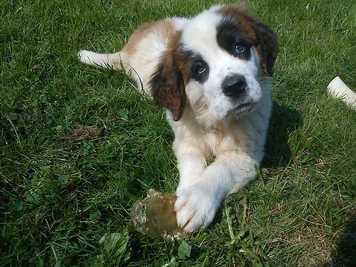 Sankt bernhardshund mini billede 17