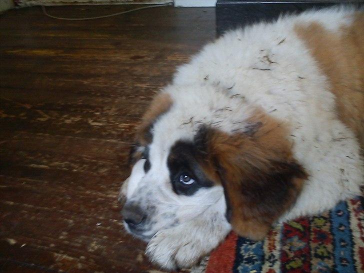 Sankt bernhardshund mini - 15 uger billede 18