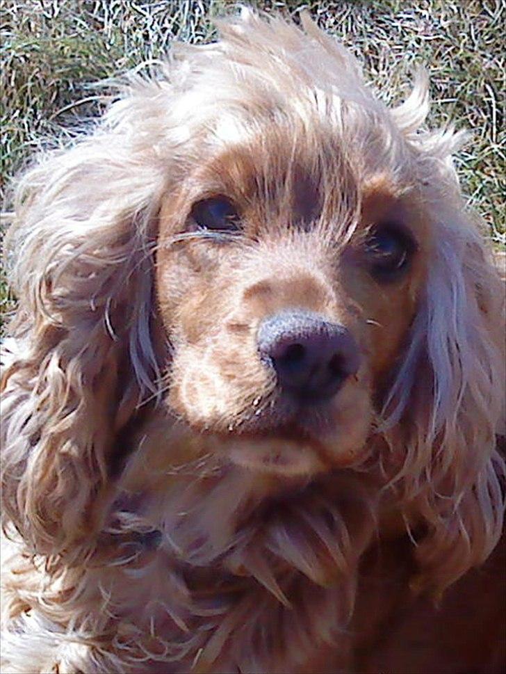 Cocker spaniel Nala (passer) billede 2