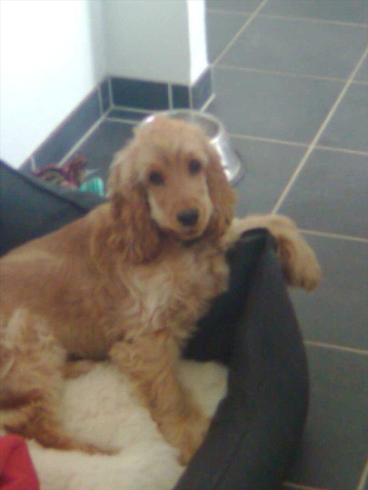 Cocker spaniel Nala (passer) billede 3