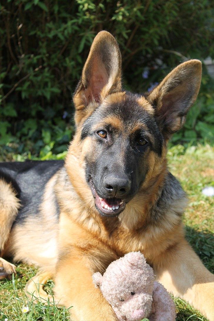 Schæferhund Team marlboros Lewis/Cody - Min lækre dreng - knap 5 mdr <3 billede 12